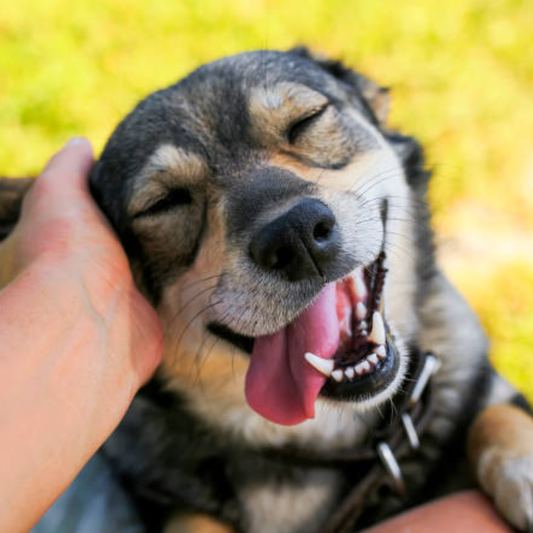 Protect Your Pet’s Teeth: Common Dental Troubles and How to Avoid Them