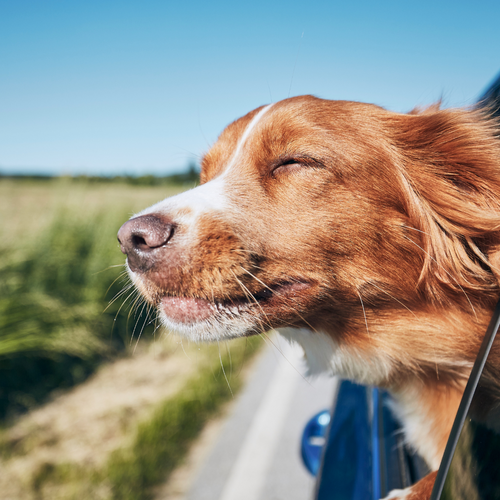 Tips to Travel with Pets Stress Free for the Perfect Adventure