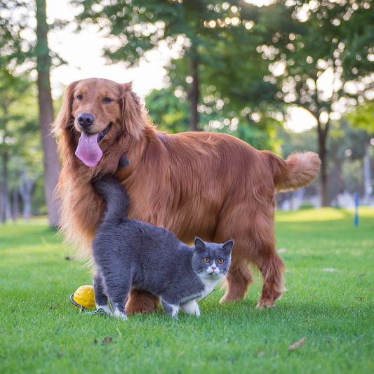 Loving Your Pet Beyond Words and a Complete Care Guide