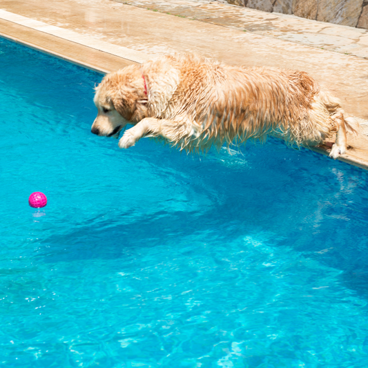 Ideas for Playgrounds Dog Owners Can Build at Home