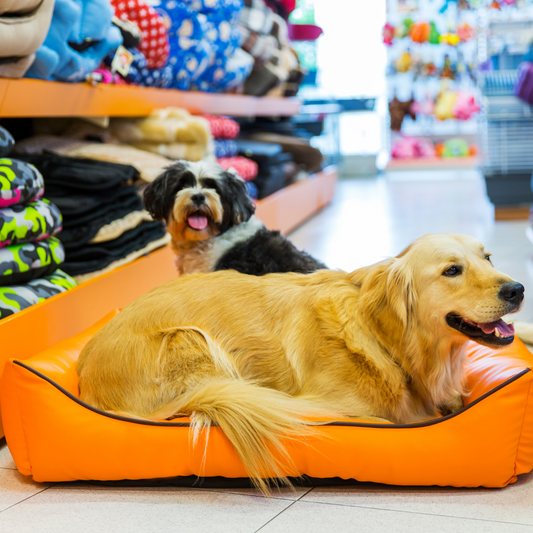 The Cost of Owning a Dog - Budgeting Tips