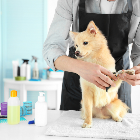 Tips for Preparing Your Dog for a Natural Disaster