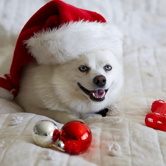 Creative Ways to Dress Up Your Pets for the Holidays