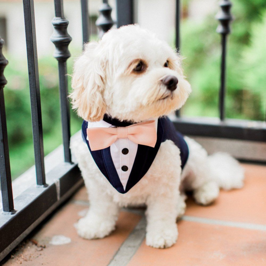 Style Your Dog with Trendy Custom Accessories