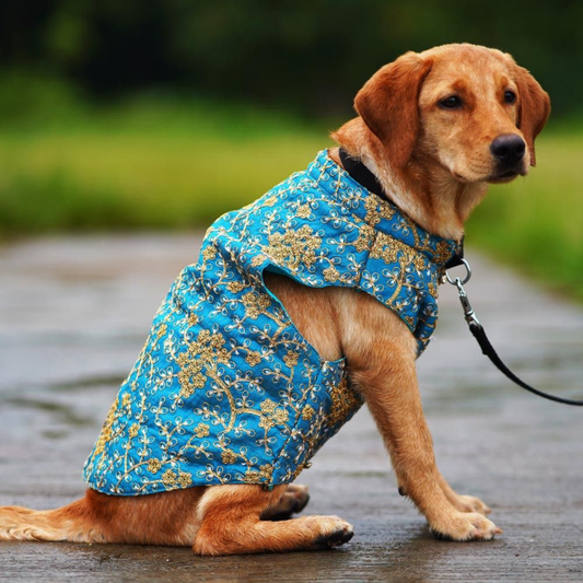 Diwali Care Tips: Keep Your Pets Safe and Calm During the Festival of Lights