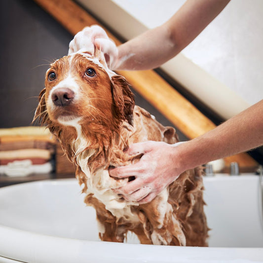 A Simple Step-by-Step Guide to Bathing Your Dog at Home