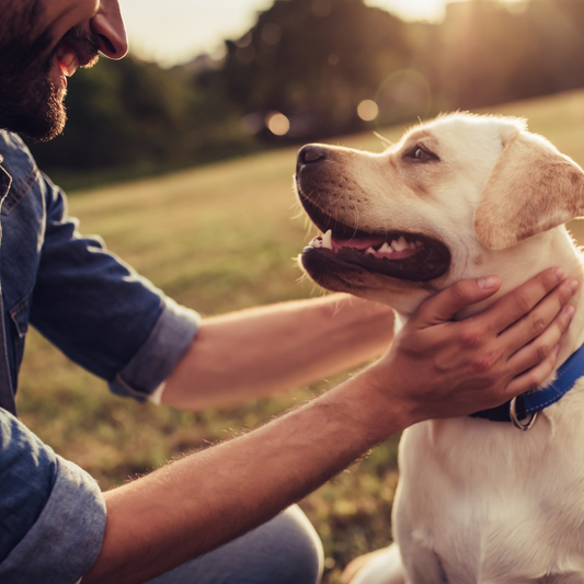 Therapy for Dogs - Supporting Your Pet’s Mental and Emotional Well-being
