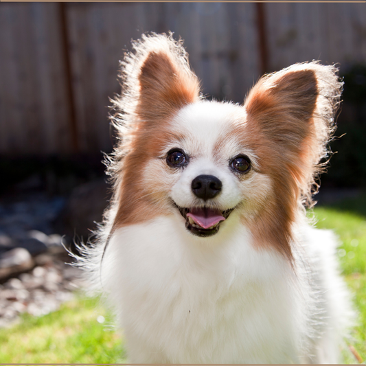 Strategies for How to Stop Dog Barking, Biting, or Chewing