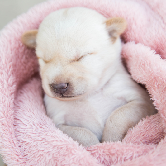 10 Adorable Pet Clothing Trends Pet Owners Should Try