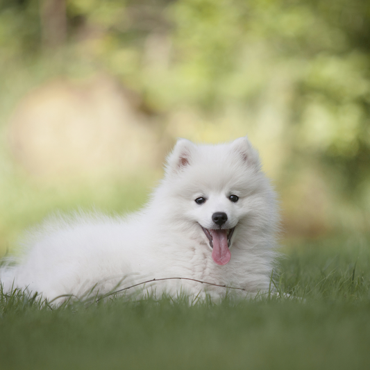 Size, Snout & Survival - What Science Says About Pet Lifespan