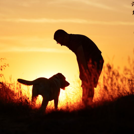 Sunlit Strolls Choosing the Best Time for Your Pet’s Walks