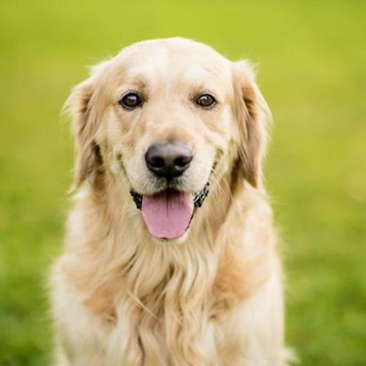 Senior Dog Special - How to Keep Your Old Pup Thriving