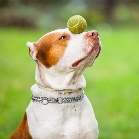 Boost Your Pup’s Brain & Fun Games and Puzzles for Smart Dogs