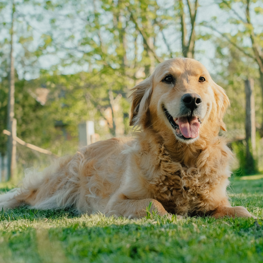 How Pets Make Our Lives Happier