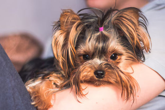 Nutrition and Diet Tips for Pets: Understanding the Benefits of Prebiotics and Probiotics