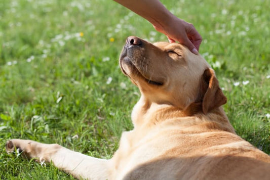 Nurturing Furry Friends: The Overlooked Importance of Pre and Probiotics in Pet Nutrition
