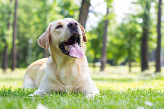 Exploring the Impact of Prebiotics on Pet Behavior and Mood