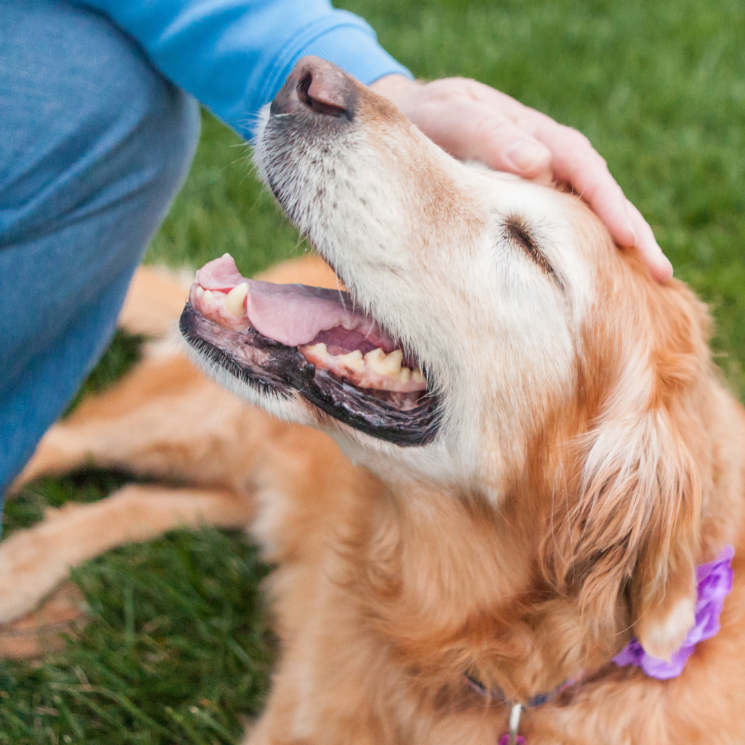 Common Mistakes Pet Owners Make and How to Avoid Them