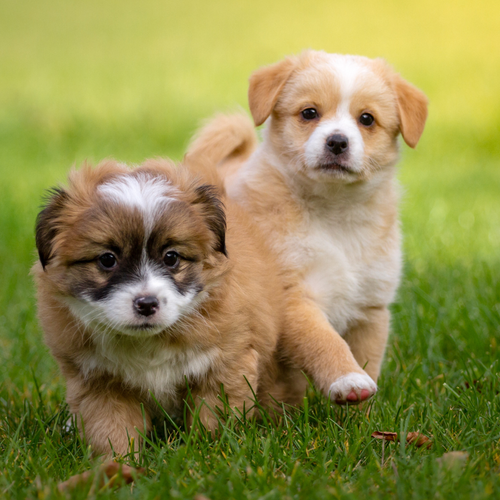 Adopting a Pet: What You Need to Know Before Bringing One Home