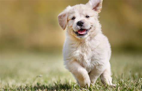 Furrvita Pre & Probiotic Powder: Essential Gut Health Support for Pets