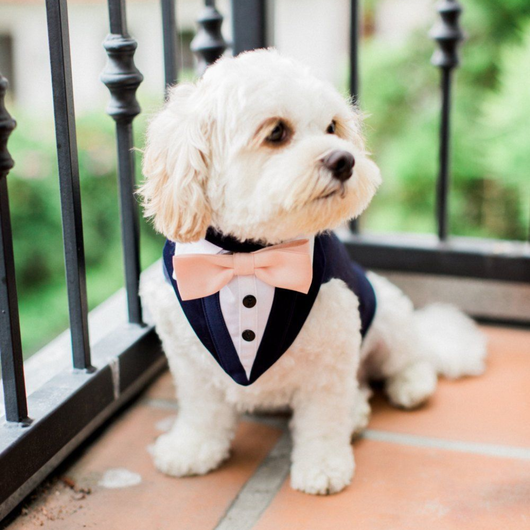 Style Your Dog with Trendy Custom Accessories