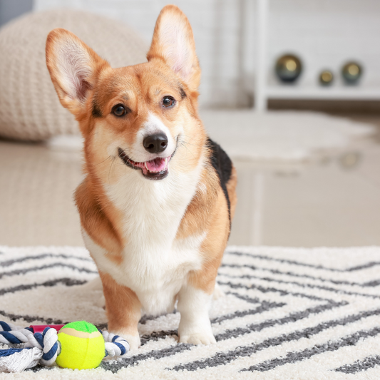 Fun Outdoor Activities to Keep Your Dog Fit and Happy