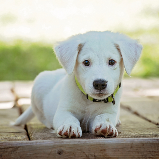 7 Effective Solutions for Dog Separation Anxiety Issues