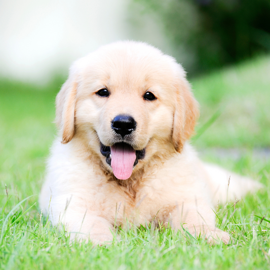 The Weekend Routine According to Your Dog’s Diary
