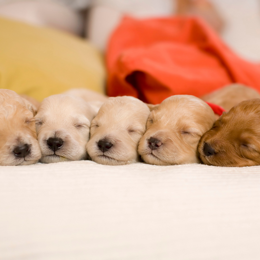 Puppies Are Born Ready to Communicate With Humans