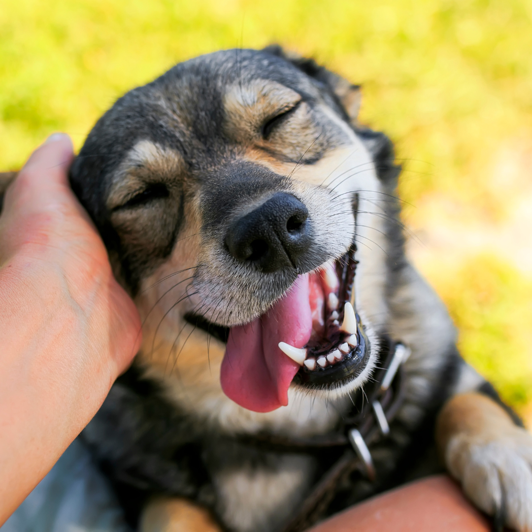 Science Says Your Pet Is Good for Your Mental Health