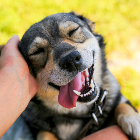 Science Says Your Pet Is Good for Your Mental Health