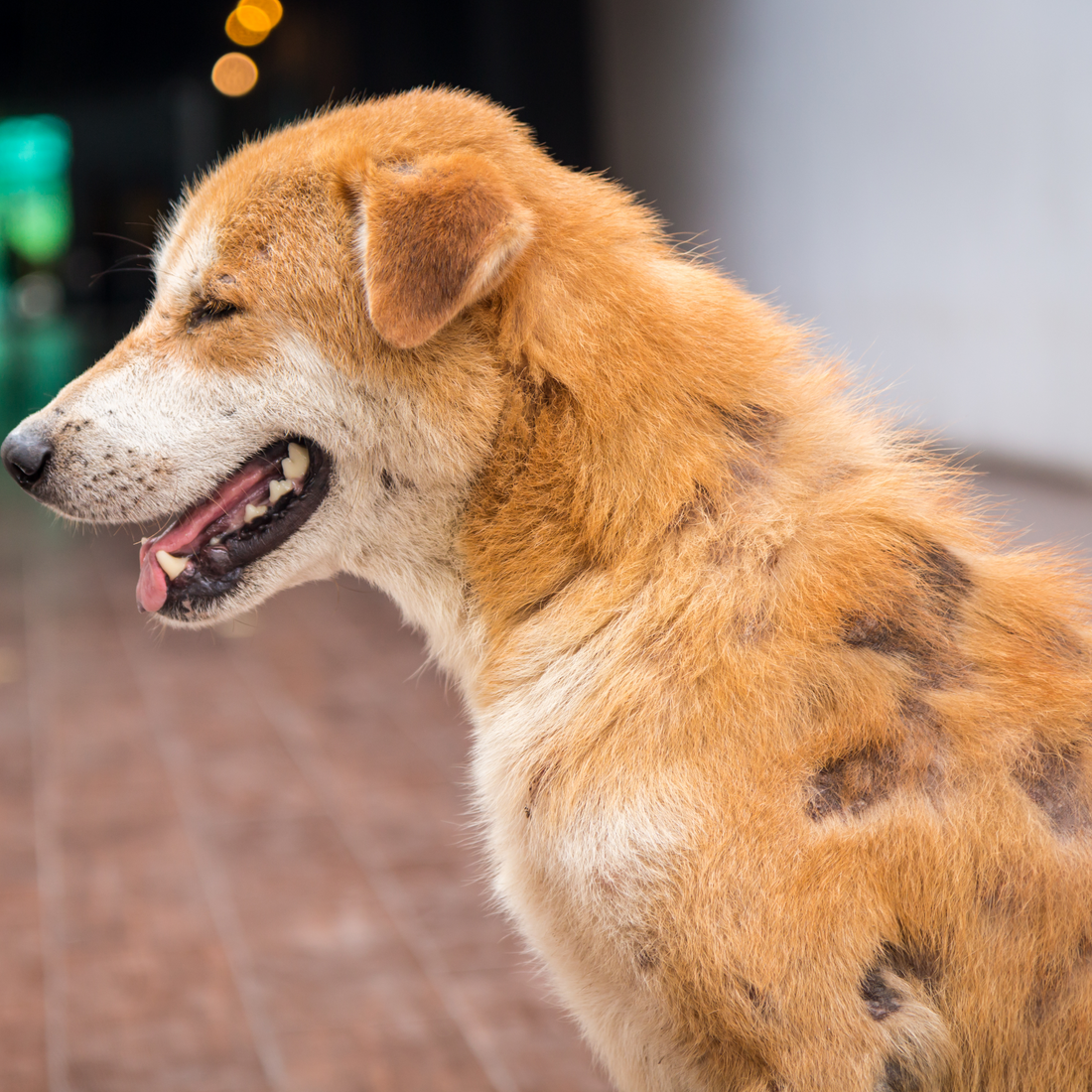 Dog Skin Troubles? Common Skin Issues and How to Handle Them