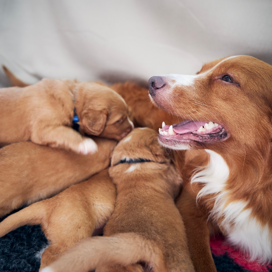 Weaning Made Easy  A Puppy Parent’s Guide to Smooth Transitions