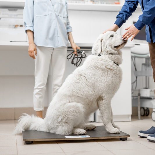 Is Your Dog Packing Extra Pounds? Signs & Solutions