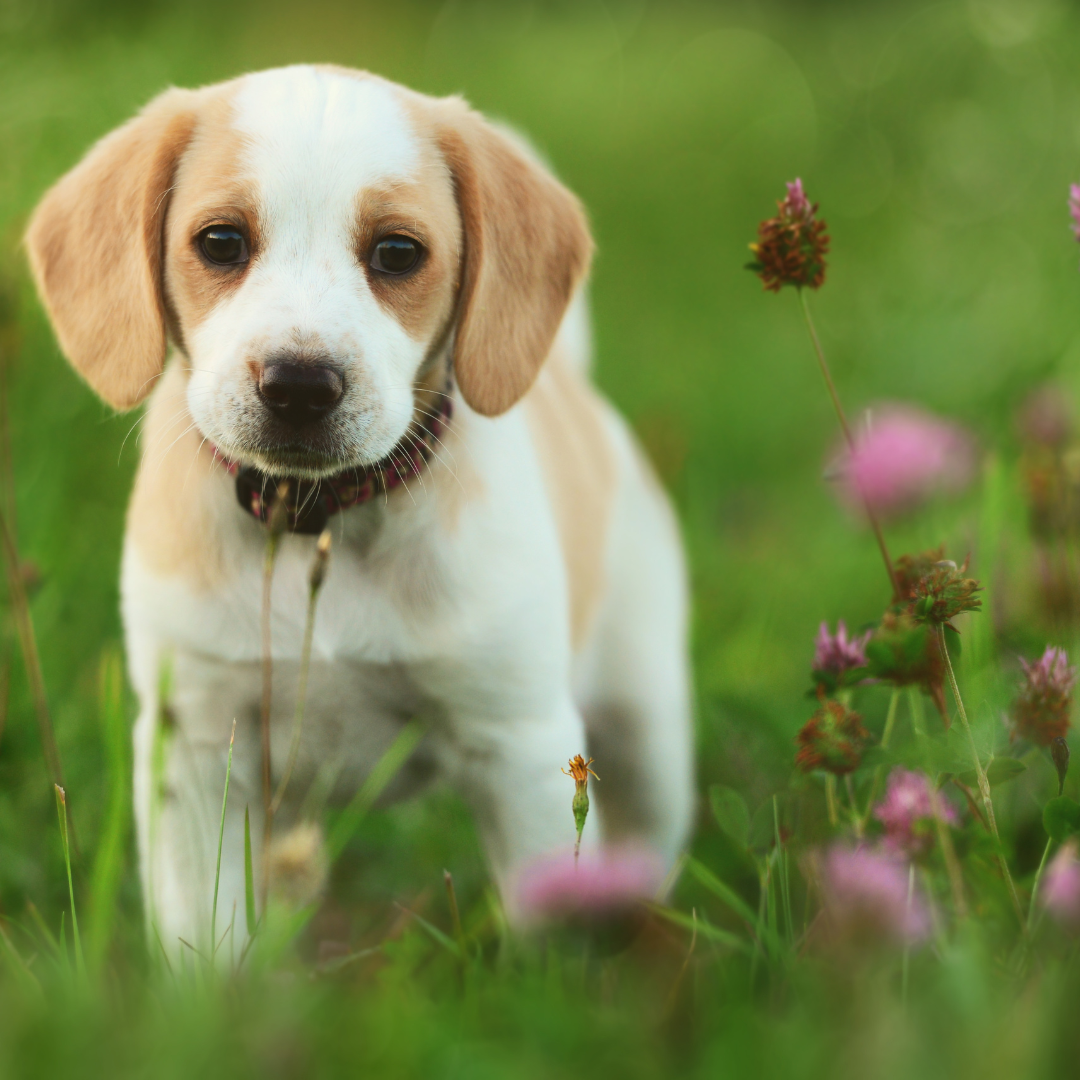 Sensitive Stomach? How to Choose the Right Food for Your Pet