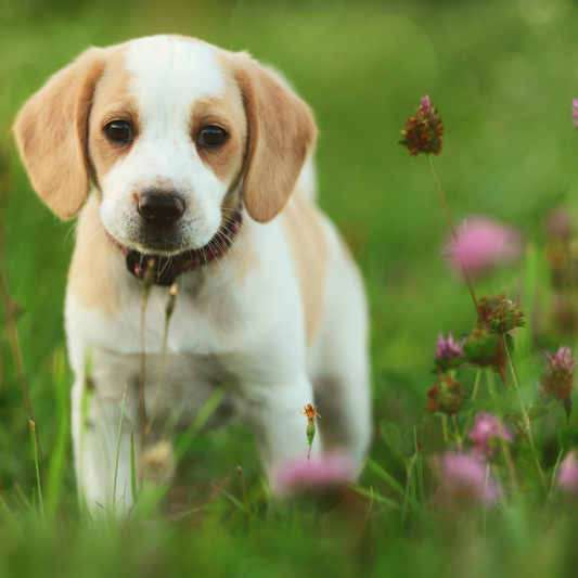 Sensitive Stomach? How to Choose the Right Food for Your Pet