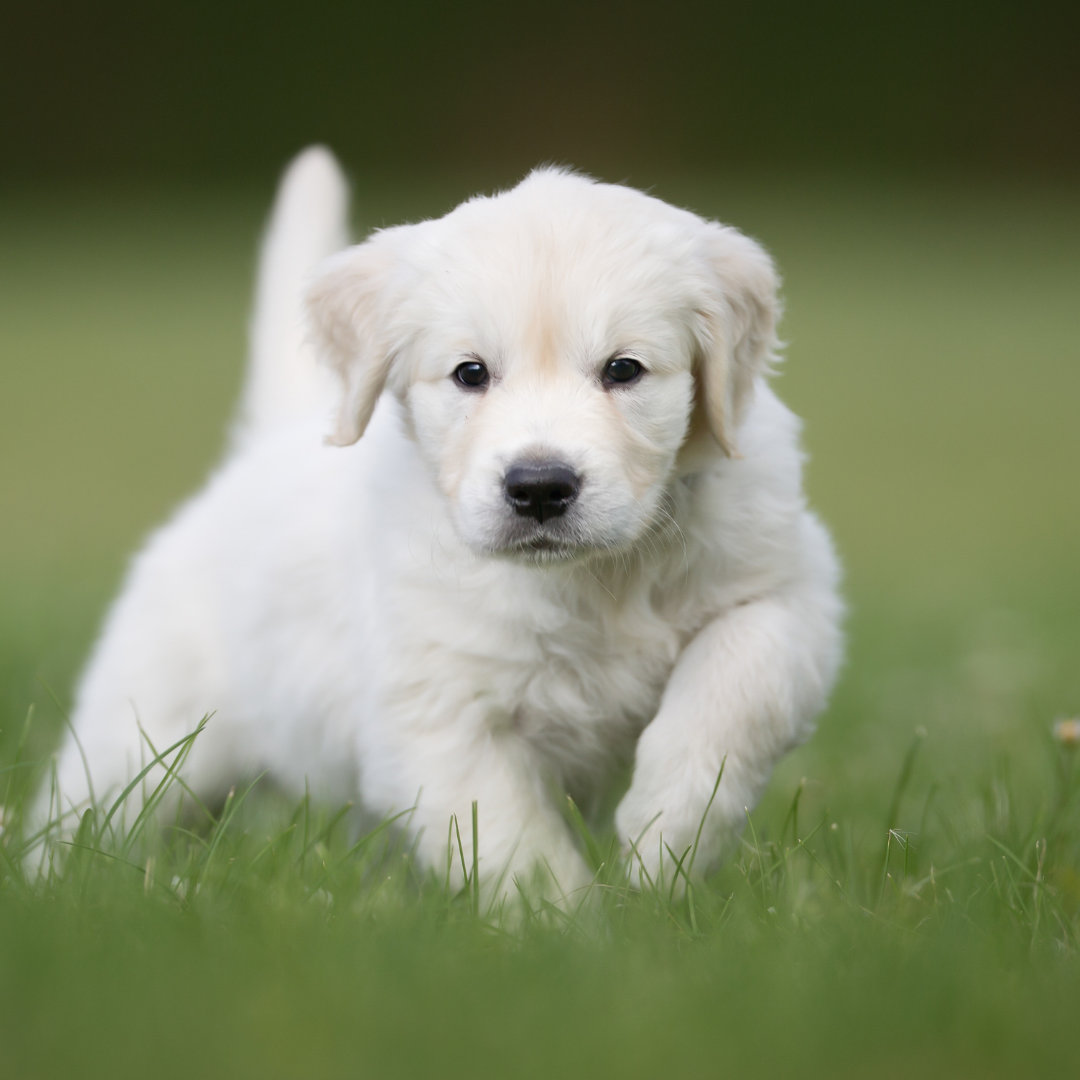 Tips for Introducing Your Pet to a New Baby