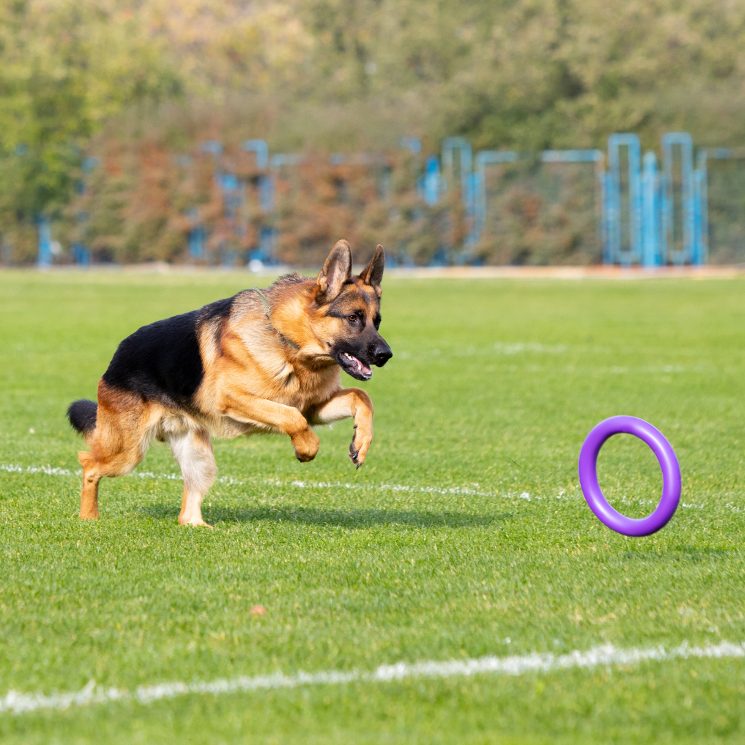 How Can You Train Your Dog to Be a Fearless Guardian Against Thieves?