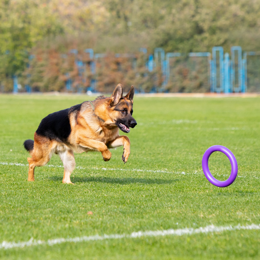 How Can You Train Your Dog to Be a Fearless Guardian Against Thieves?