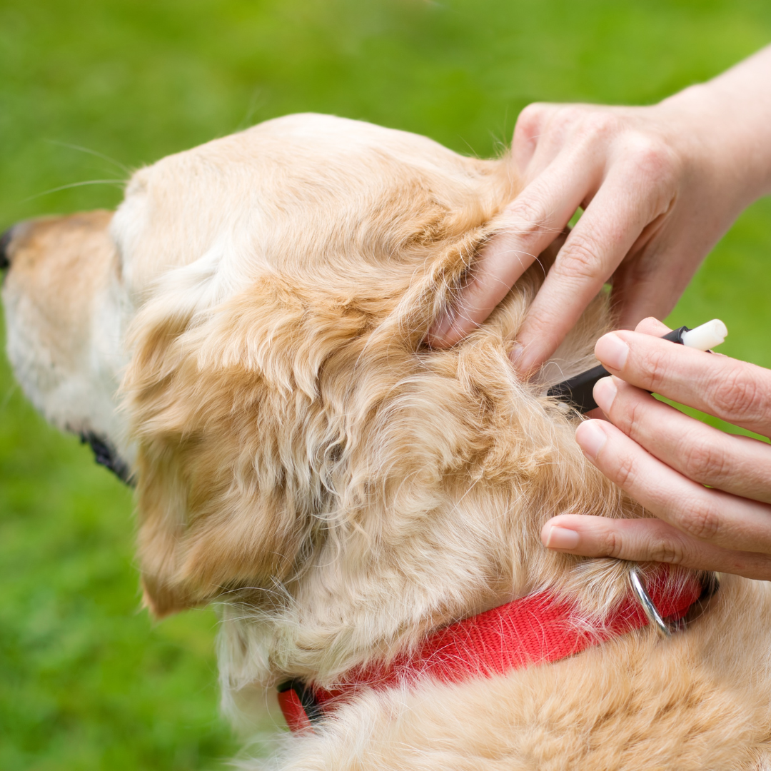 Protect Your Pet from Tick-Borne Diseases