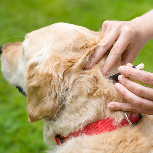 Protect Your Pet from Tick-Borne Diseases