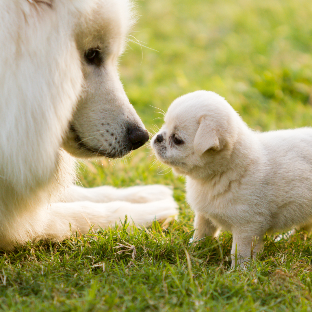 The Journey of Motherhood - Understanding Your Pregnant Pet’s Needs