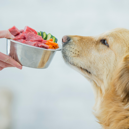 Pet Nutrition: Wet Food vs Dry Food – Which One’s Best for Your Furry Friend?