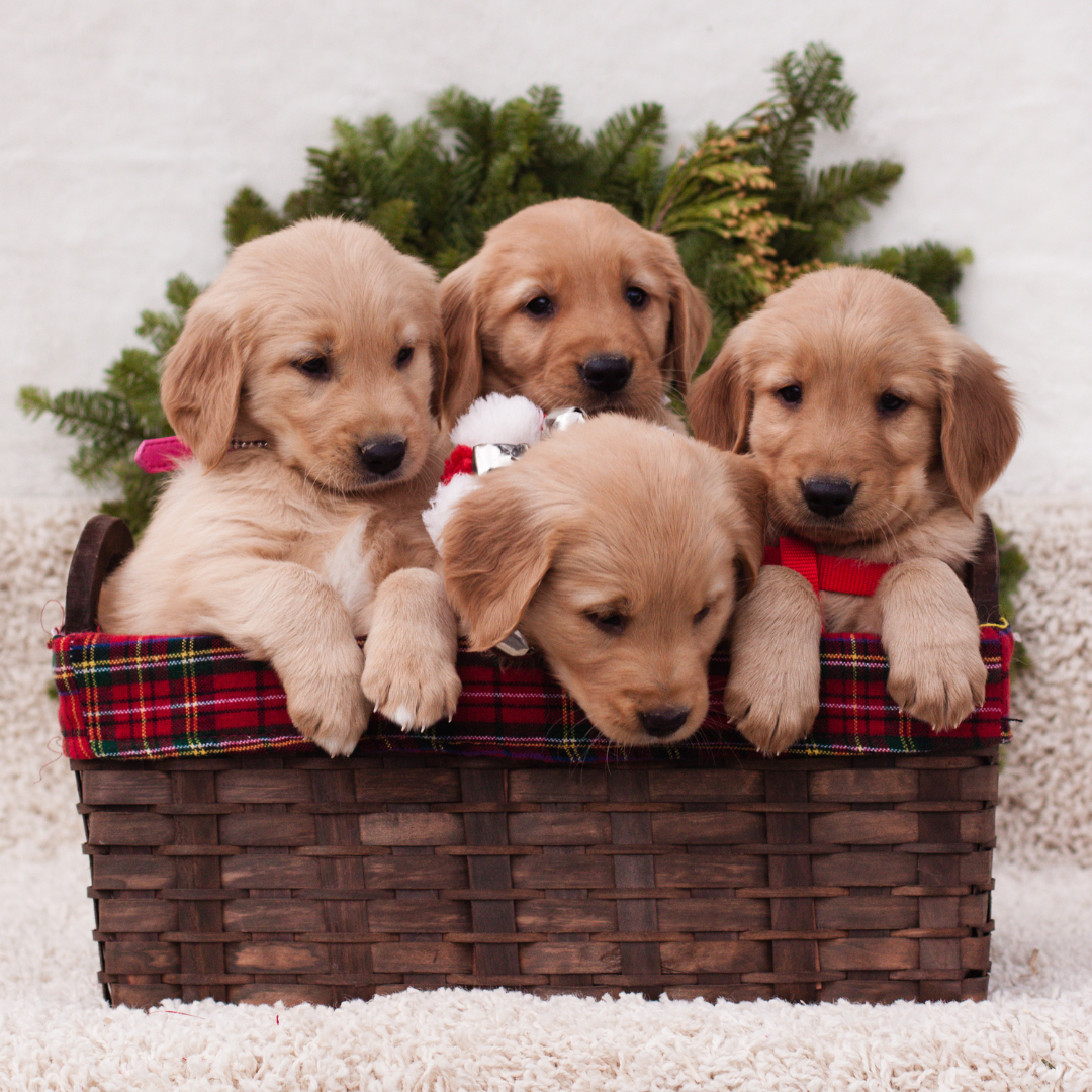 Why You Shouldn’t Buy Your Puppy from a Puppy Mill