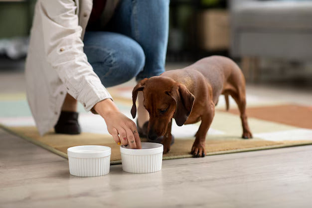 Discover the Benefits of FurrVita Special Pre and Probiotic Powder for Pets