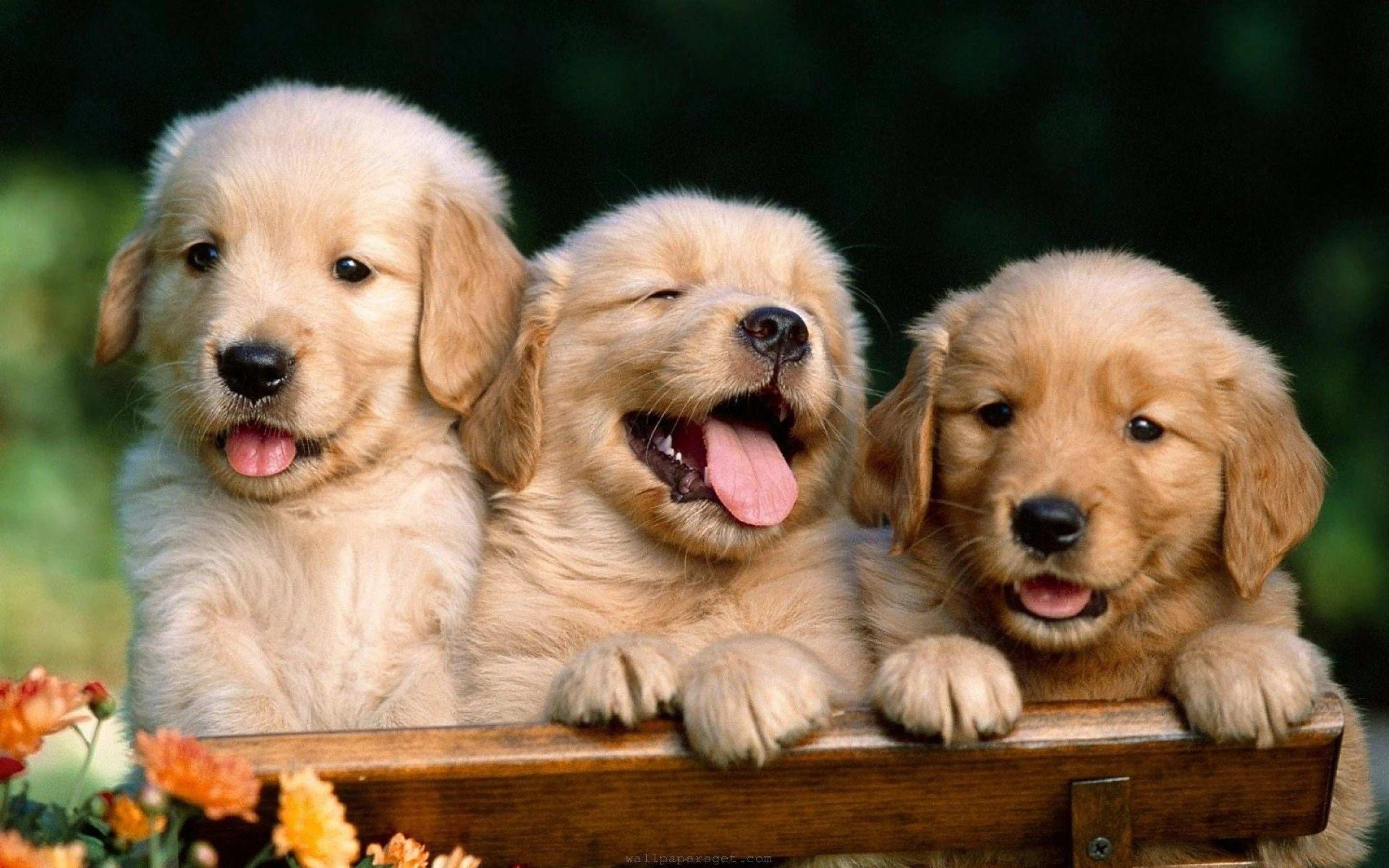 The Role of Pre and Probiotics in Managing Pet Allergies