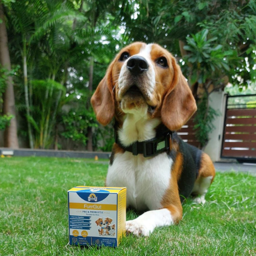 Furrvita's FurrGut Special Pre and Probiotic Powder for Dogs, Cats, Puppies & Kittens